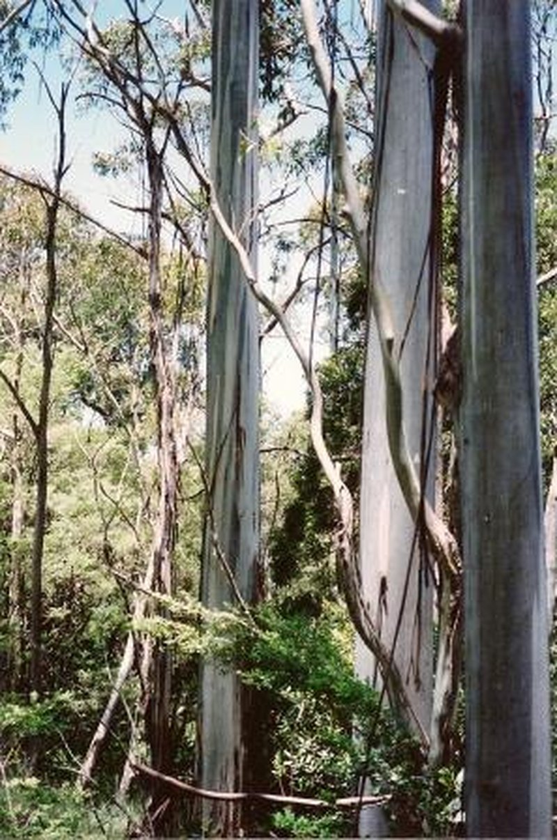 Shining Gum