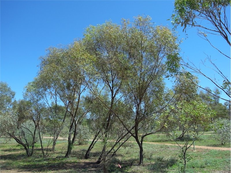 Eucalyptus normantonensis