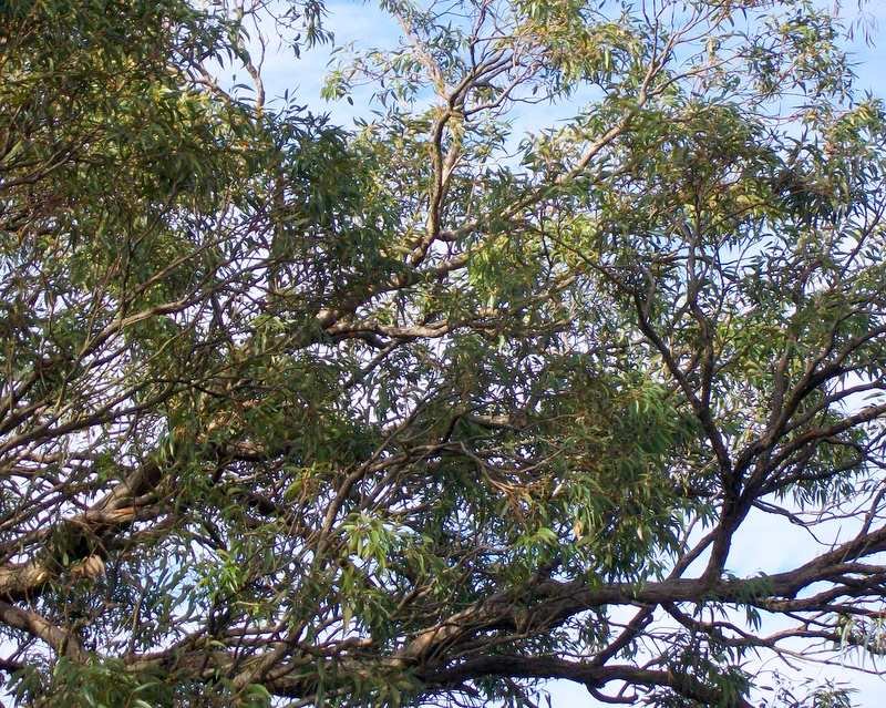 Eucalyptus notabilis