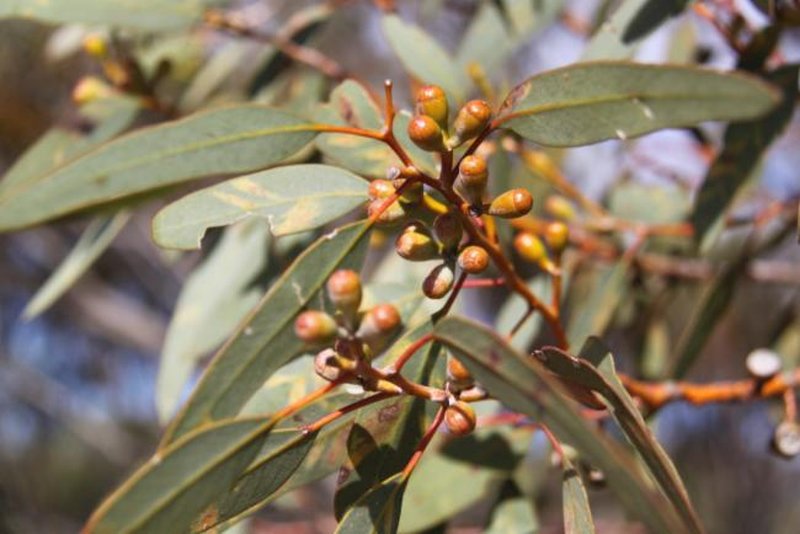 Eucalyptus obtusiflora