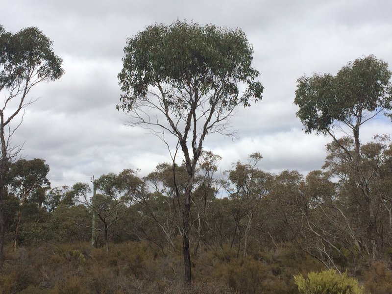 Flat-Top Yate