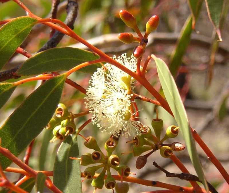 Eucalyptus