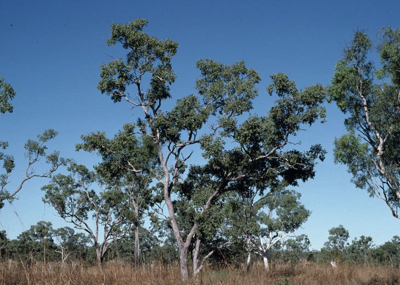 Eucalyptus oligantha