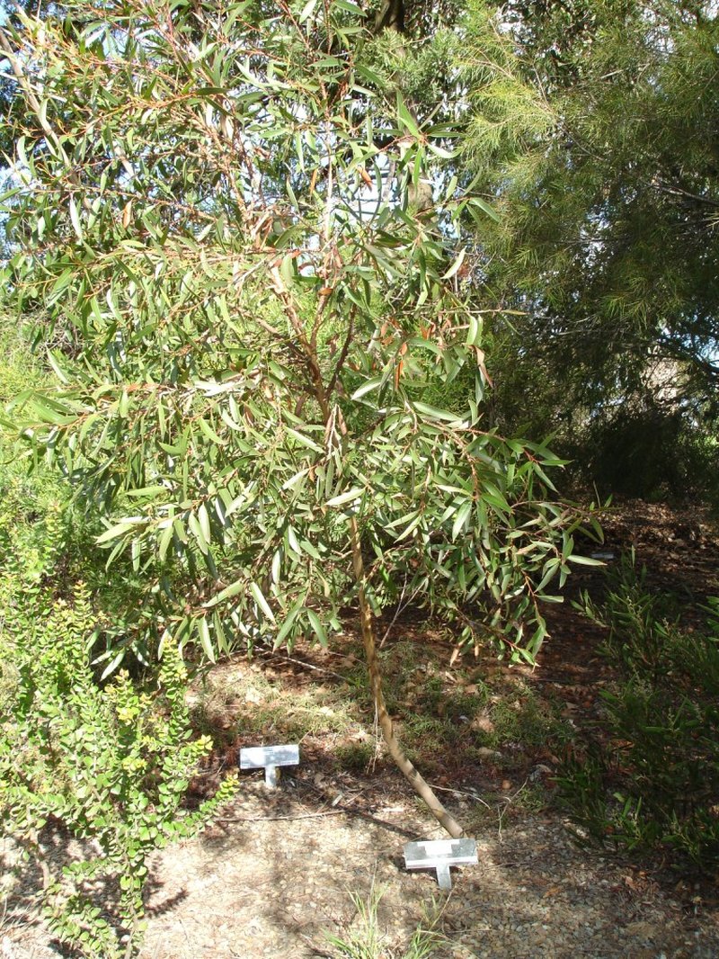 Eucalyptus olsenii