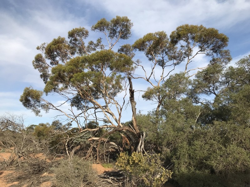 Eucalyptus omissa