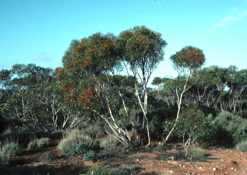 Eucalyptus omissa photo 3