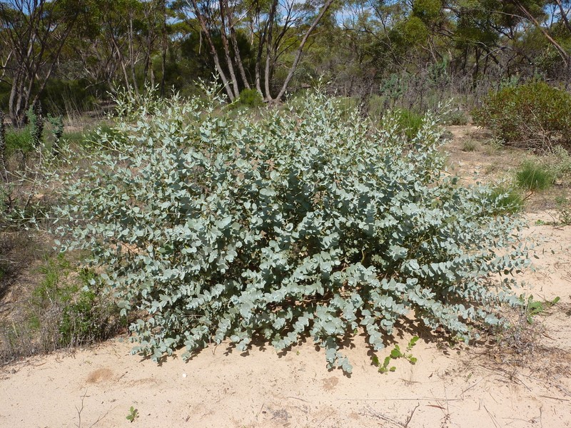 Eucalyptus omissa photo 4