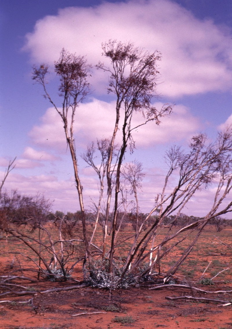 Eucalyptus omissa photo 5