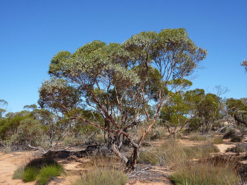Eucalyptus omissa photo 6