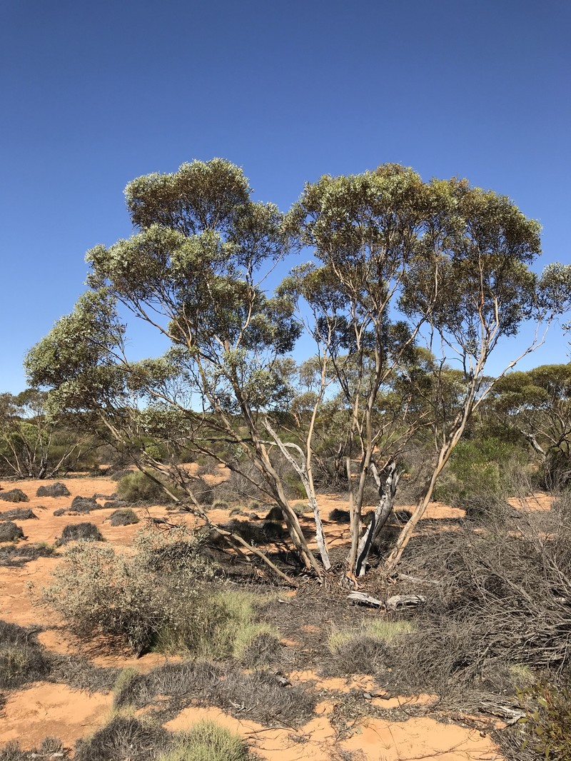 Eucalyptus omissa photo 8