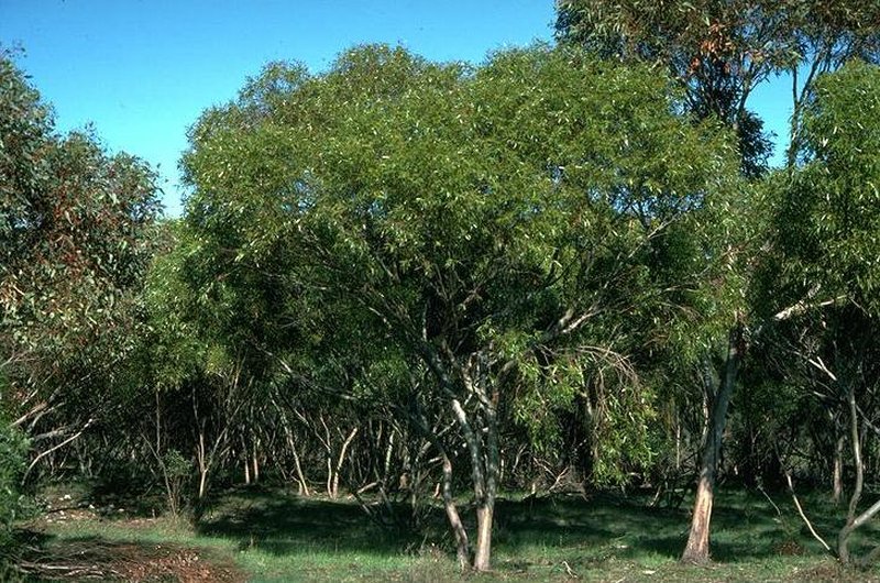 Eucalyptus oraria