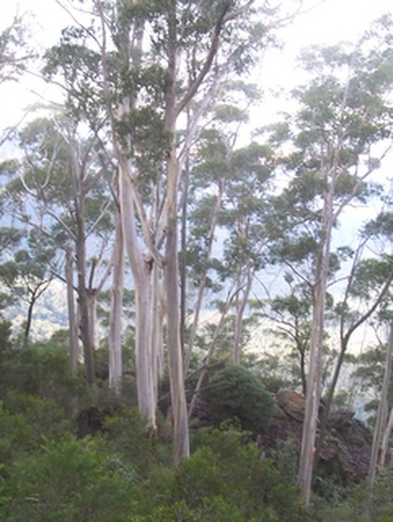 Eucalyptus oreades