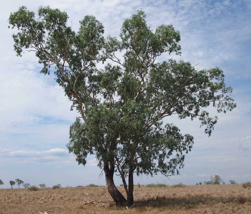 Eucalyptus orgadophila