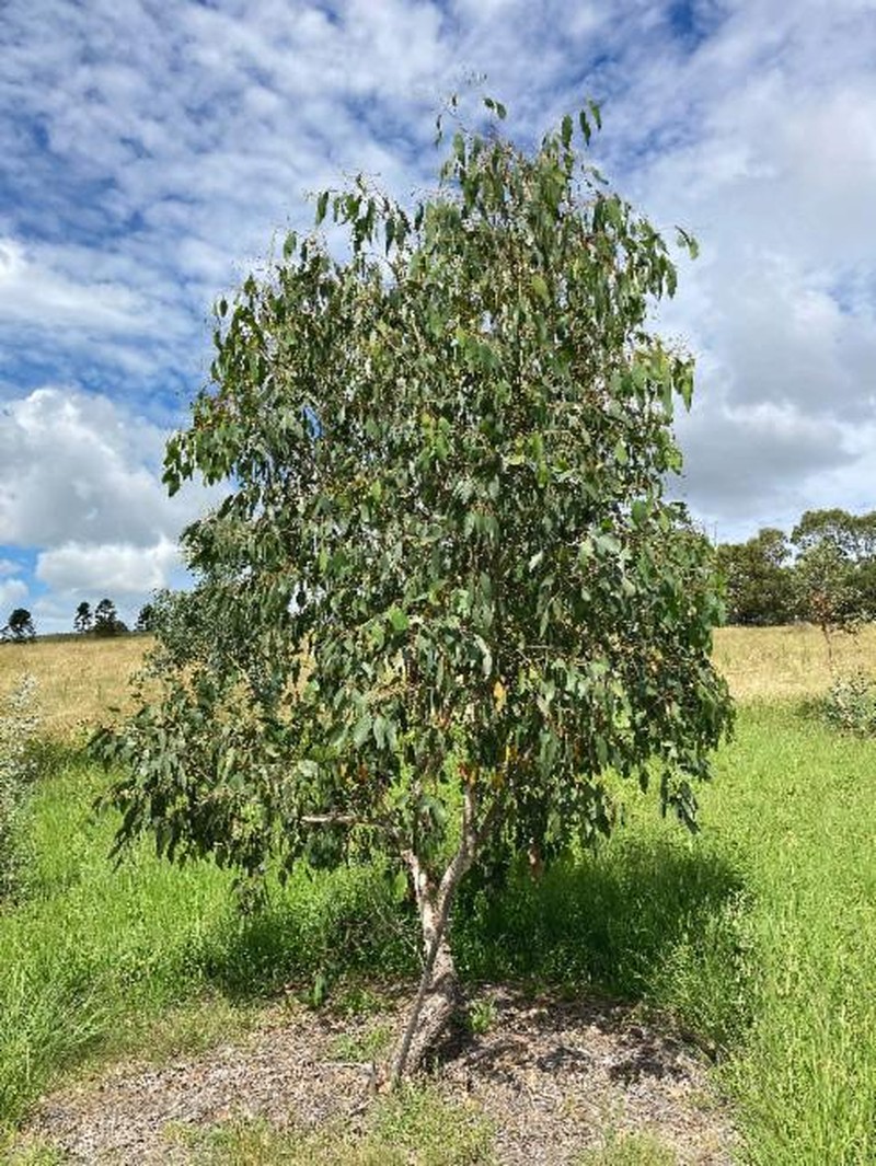 Eucalyptus ovata subsp. grandiflora photo 2