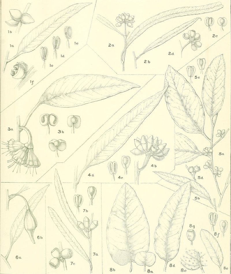 Eucalyptus ovularis