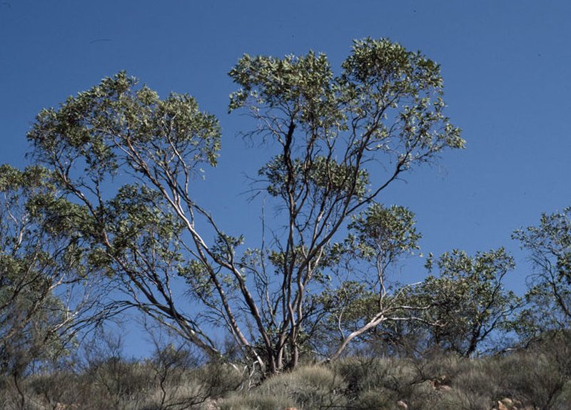 Eucalyptus oymitra