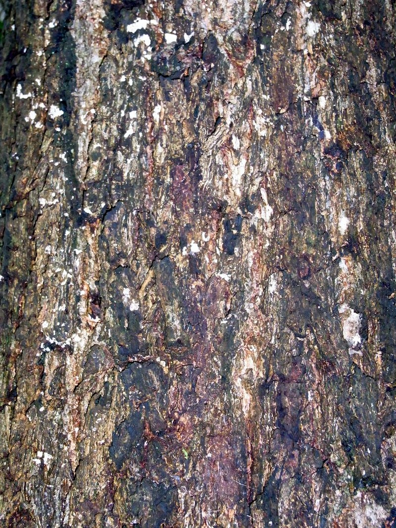 Gray Ironbark photo 4