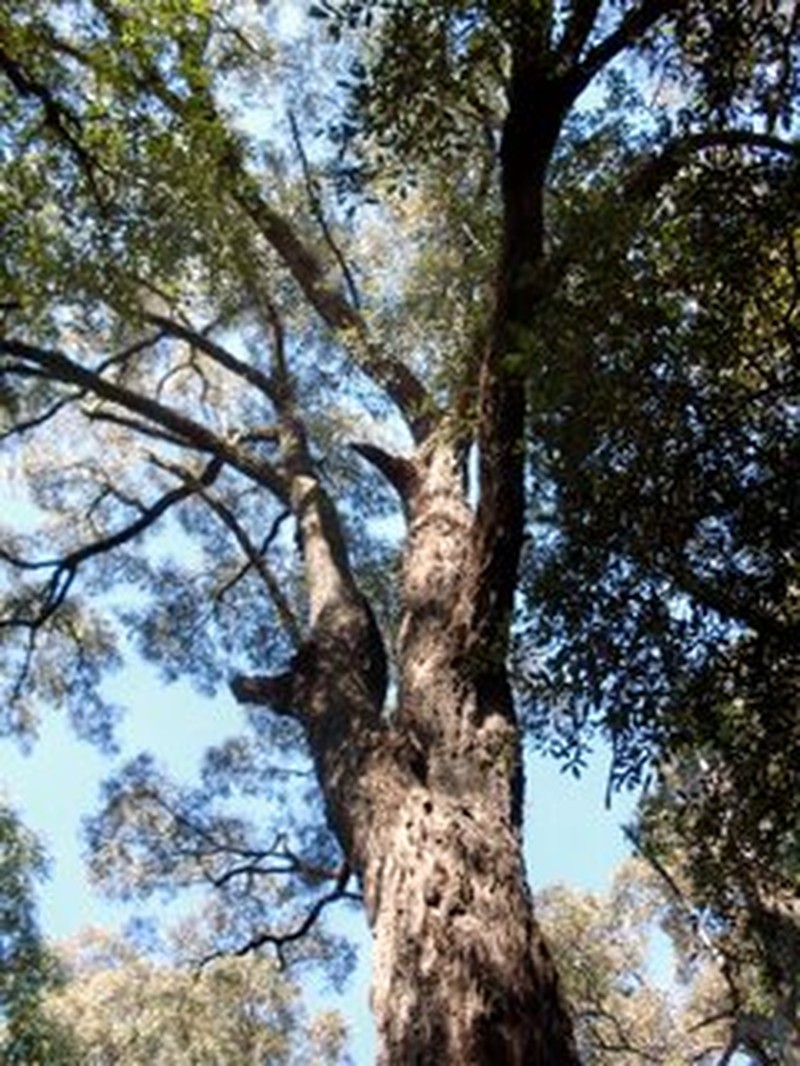 Gray Ironbark photo 2