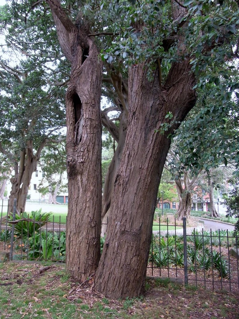 Gray Ironbark photo 3