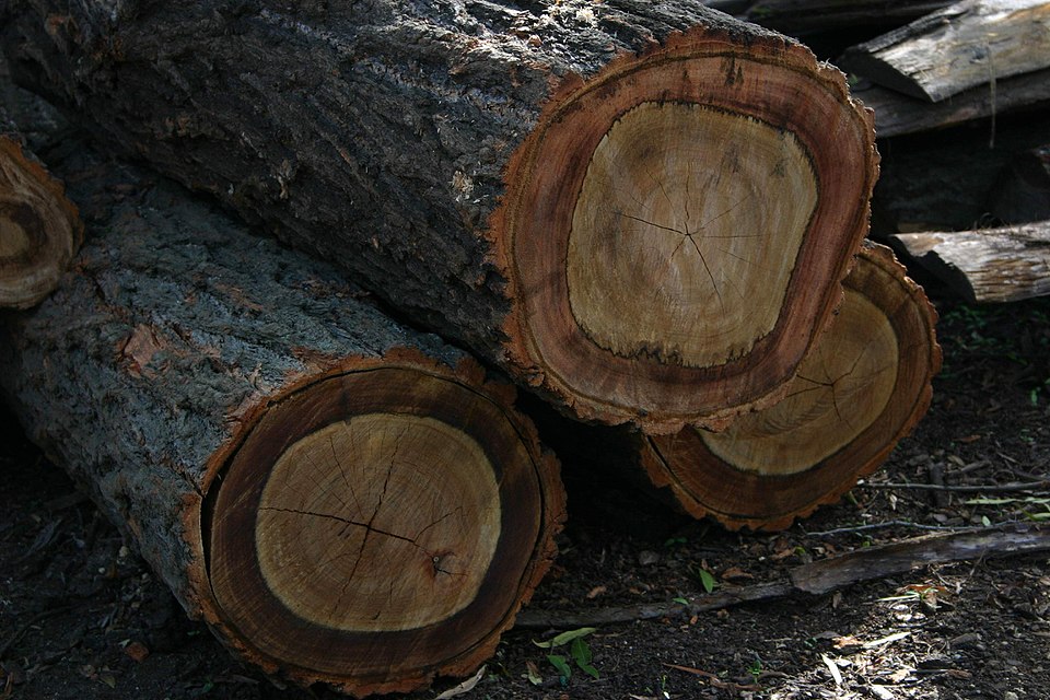Gray Ironbark photo 5