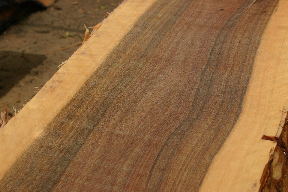 Gray Ironbark photo 6