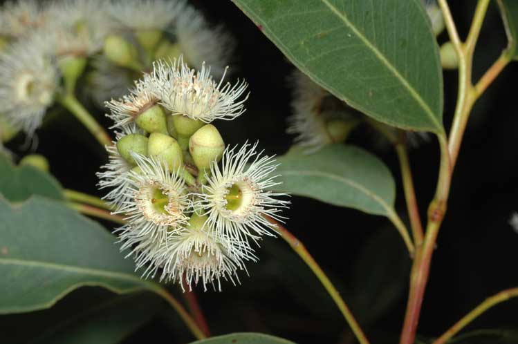 Gray Ironbark photo 7