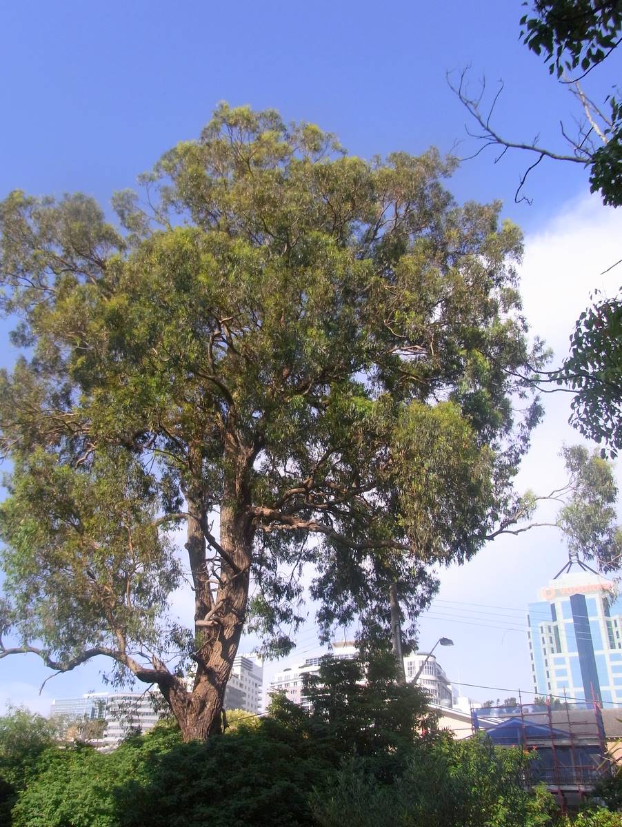 Gray Ironbark