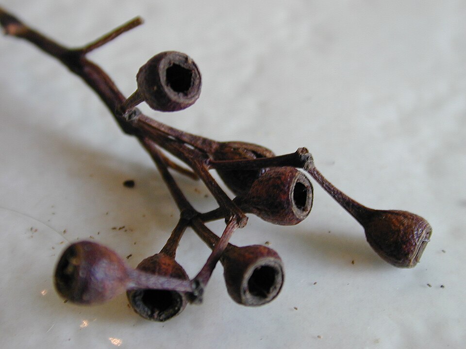 Gray Ironbark photo 8