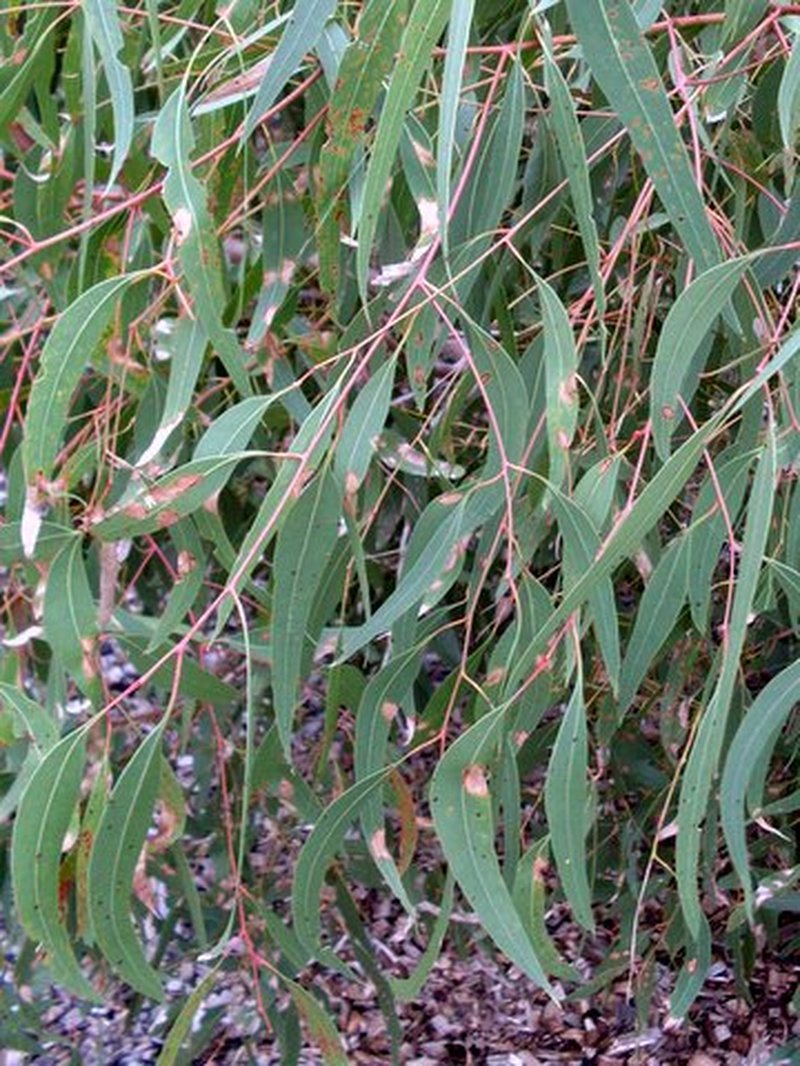 Eucalyptus parramattensis