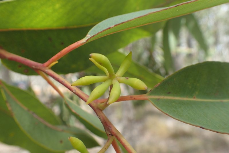 Blackbutt