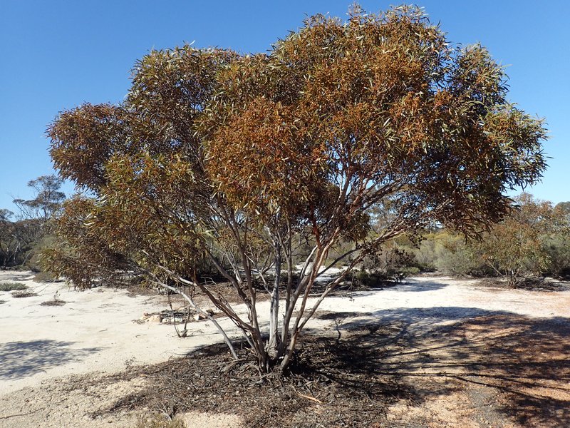 Chapped Mallee