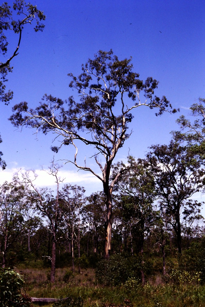 Blackbutt photo 2
