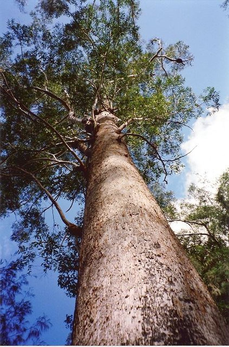 Blackbutt photo 5