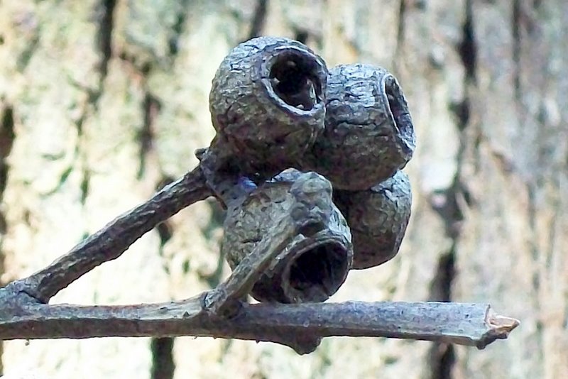 Blackbutt photo 6