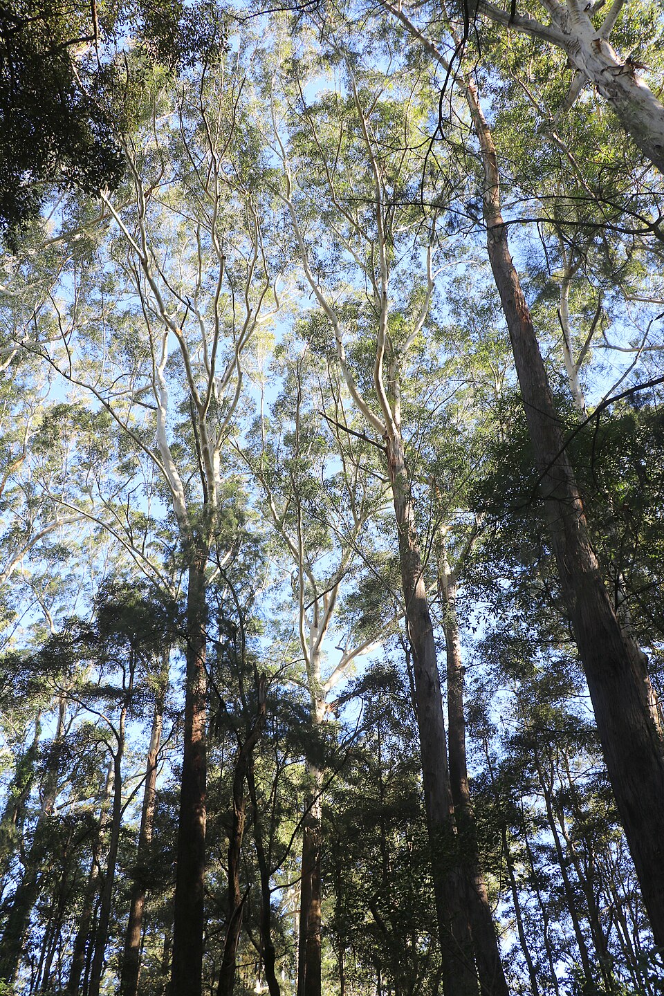 Blackbutt photo 7