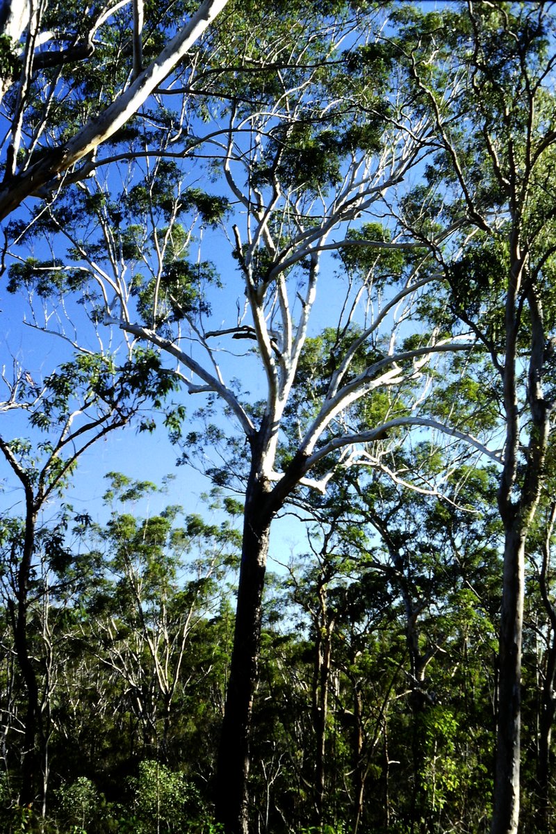 Blackbutt photo 8