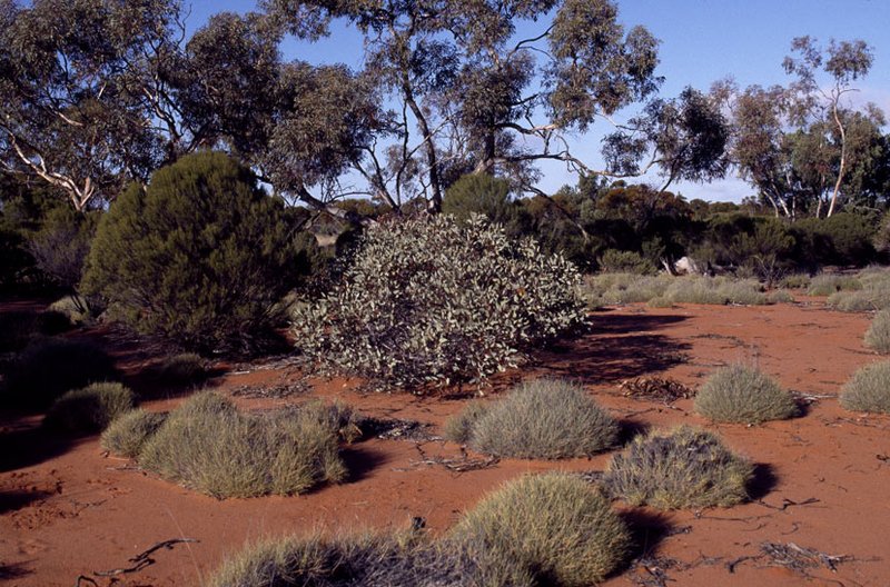 Eucalyptus pimpiniana