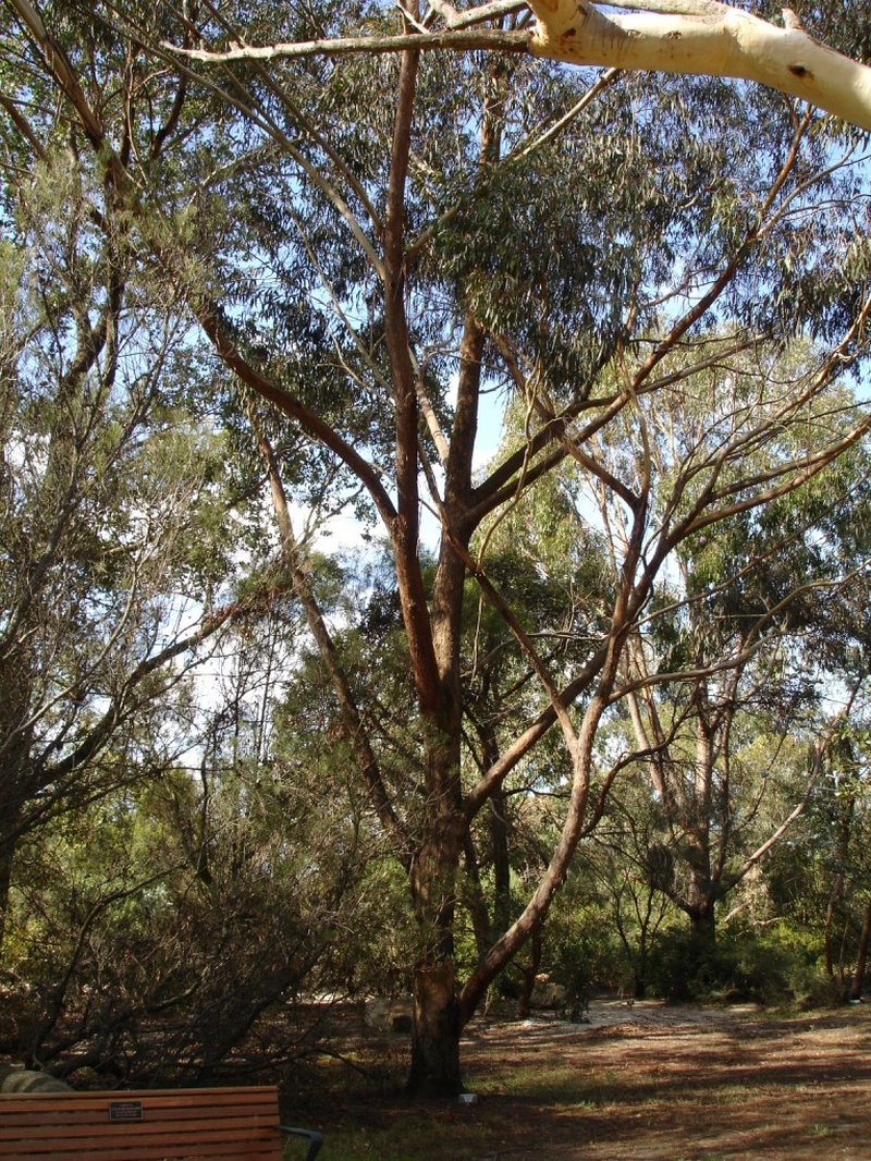 Sydney Peppermint-Tree