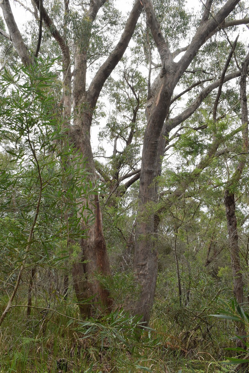 Eucalyptus piperita subsp. piperita