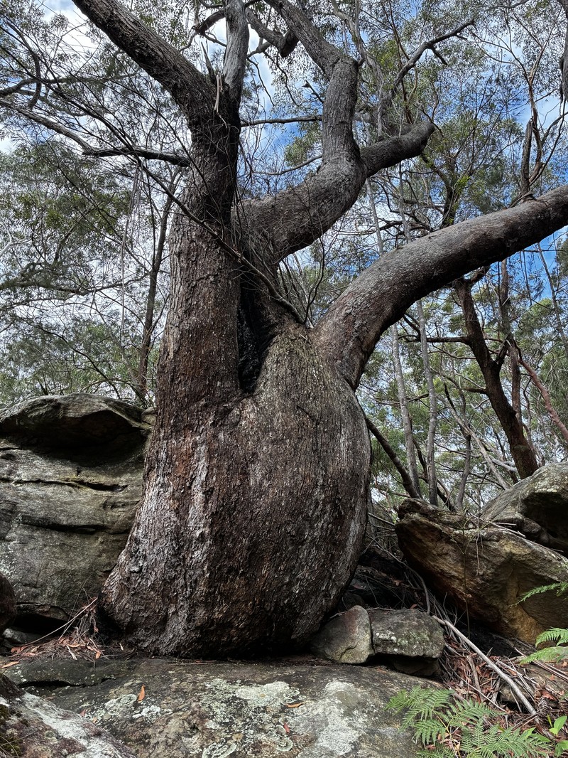 Eucalyptus piperita subsp. piperita photo 2