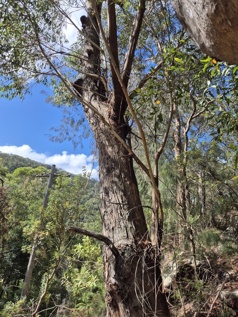 Eucalyptus piperita subsp. piperita photo 3