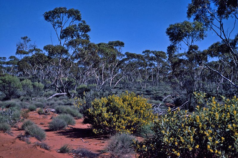 Eucalyptus platycorys
