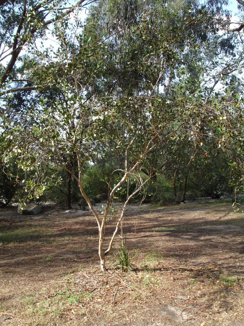 Eucalyptus platypus