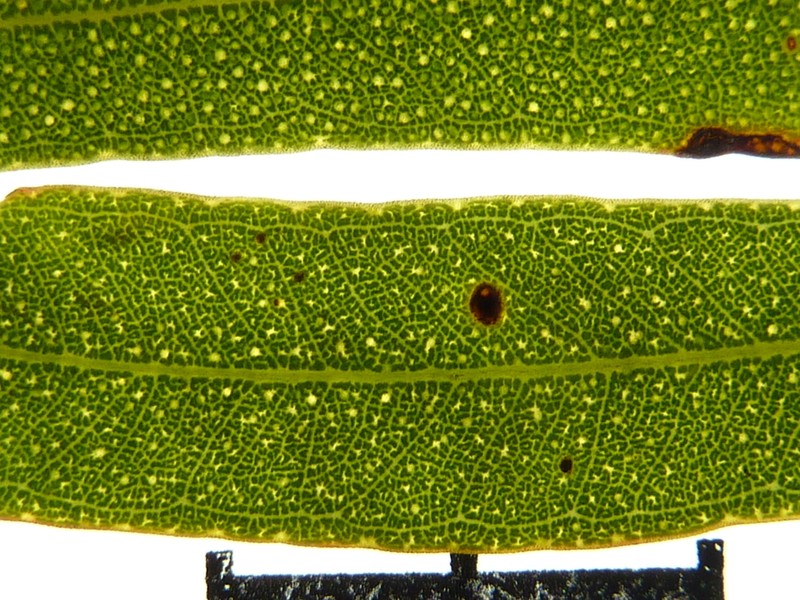 Eucalyptus plumula