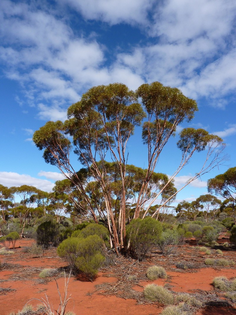 Eucalyptus plumula photo 3
