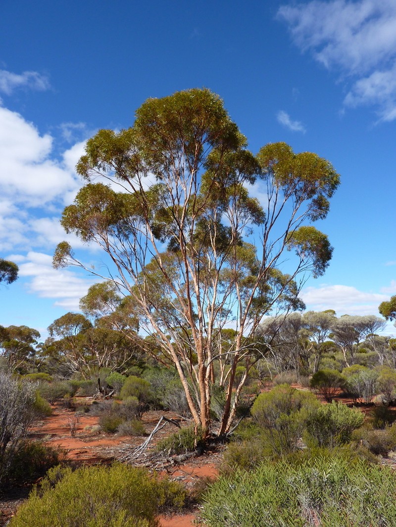 Eucalyptus plumula photo 4