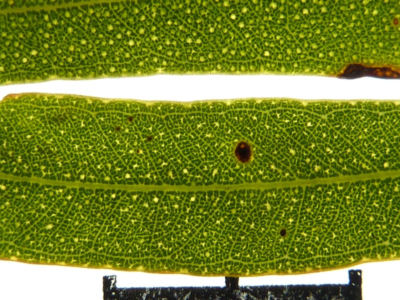 Eucalyptus plumula photo 5