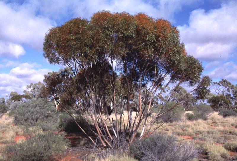 Eucalyptus plumula photo 8