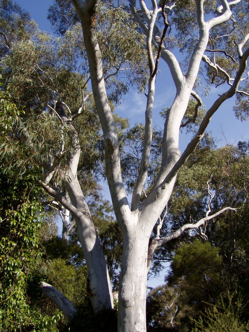 Eucalyptus praeco