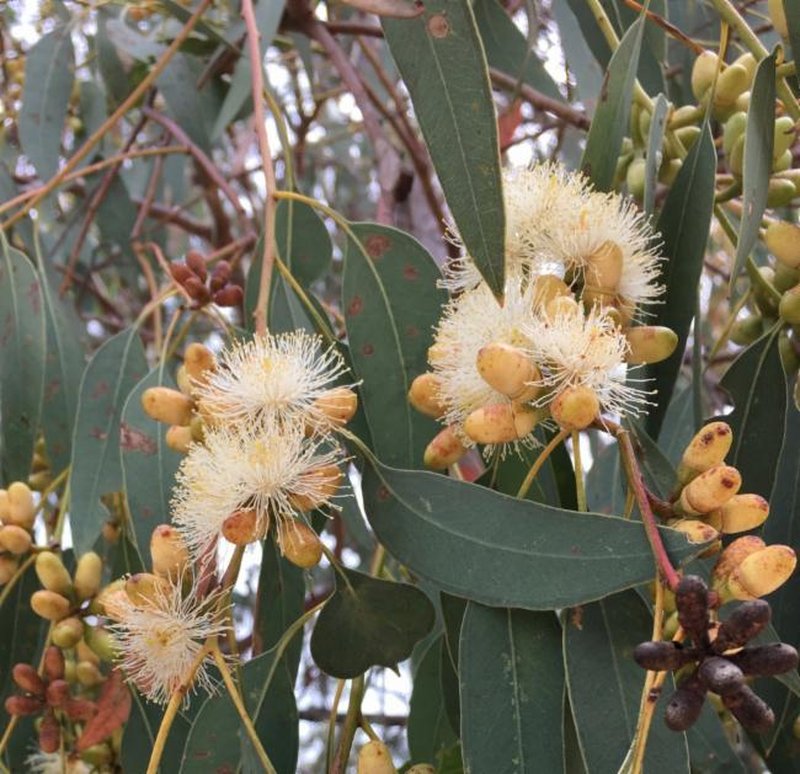 Eucalyptus prava